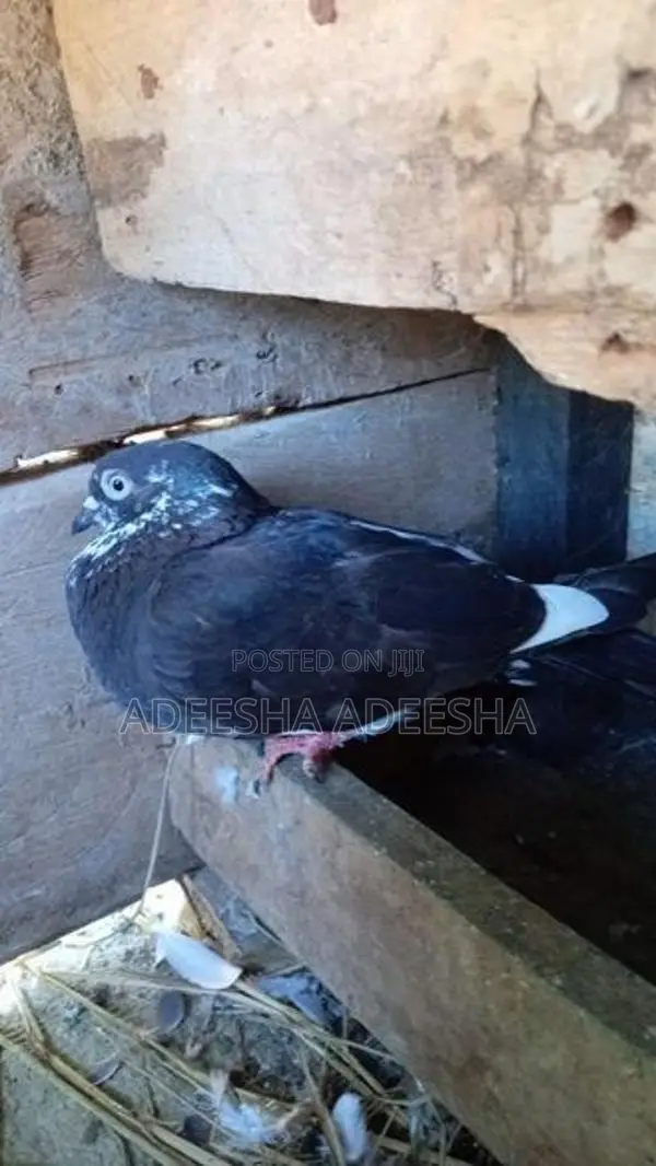 පරවියන්