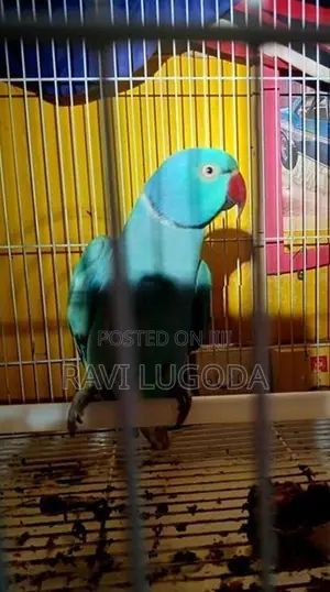 Ringneck Parrot