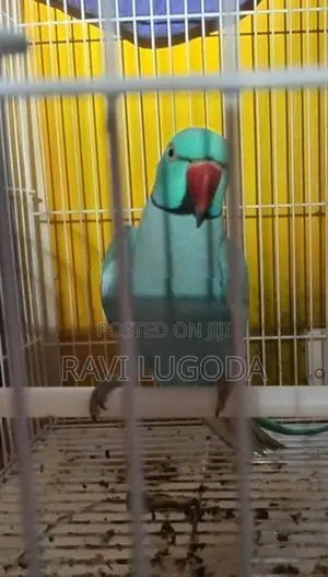 Ringneck Parrot