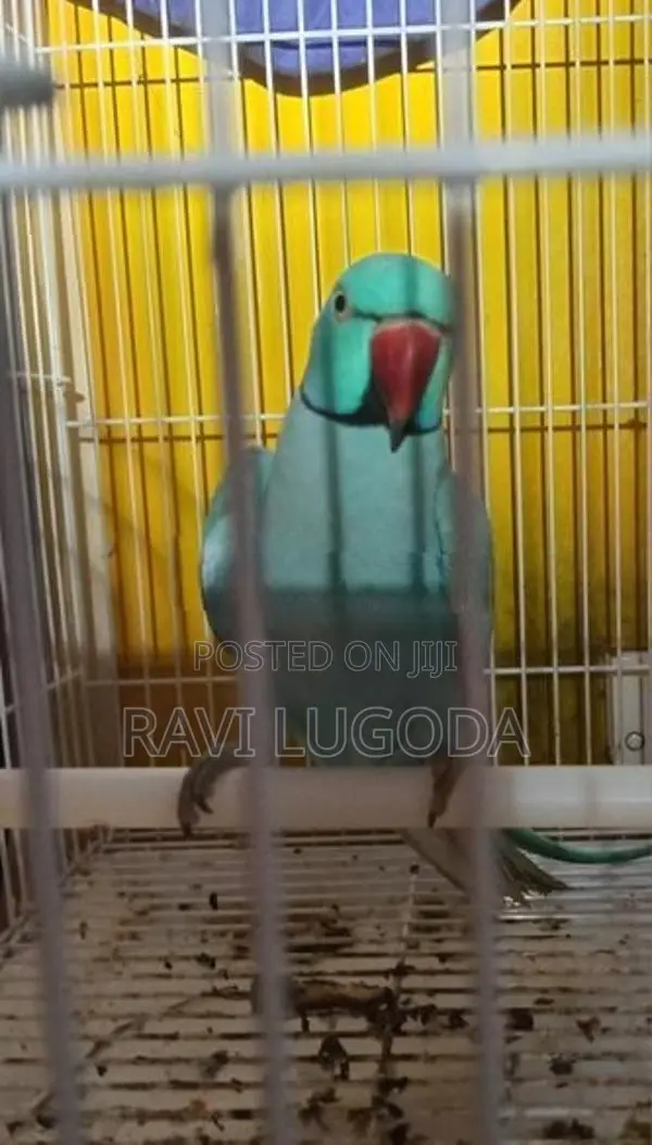 Ringneck Parrot