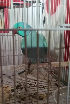 Ringneck Parrot