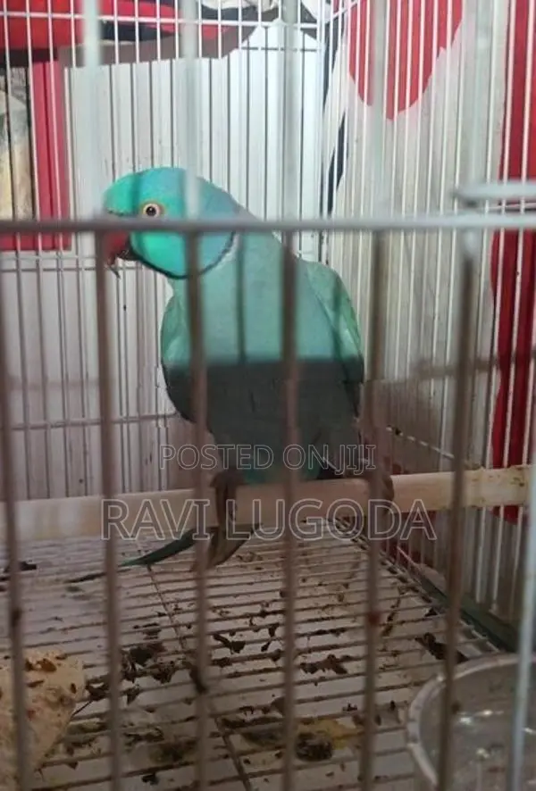Ringneck Parrot