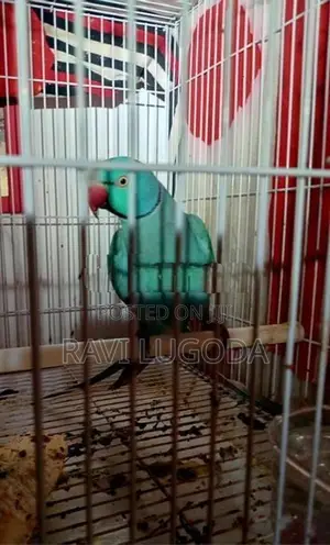 Ringneck Parrot
