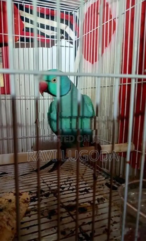 Ringneck Parrot