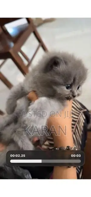 Persian Cats