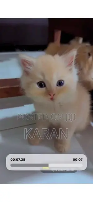 Persian Cats