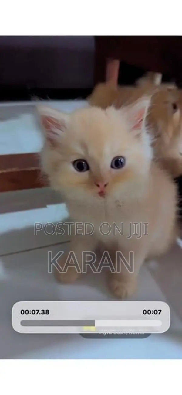 Persian Cats