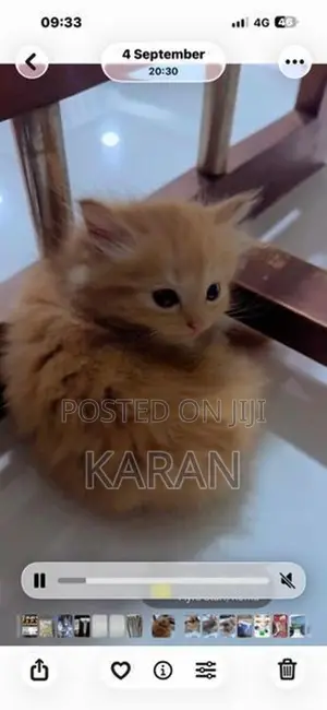 Persian Cats