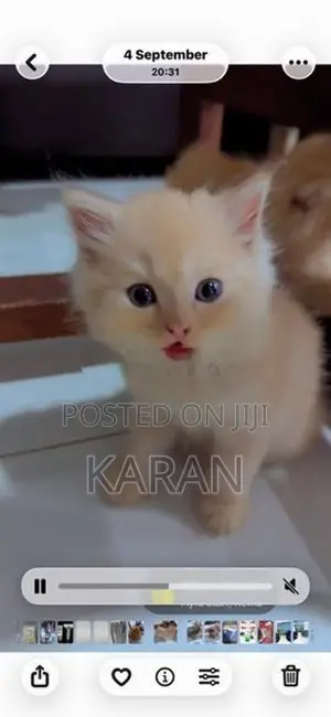 Persian Cats