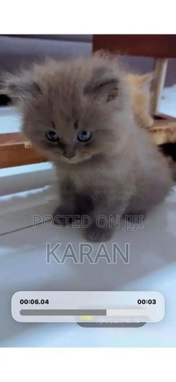 Persian Cats