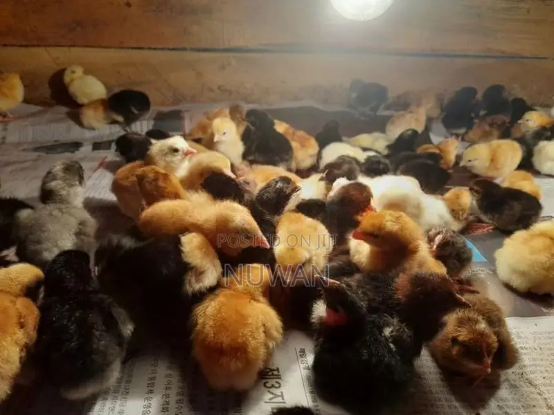 Poultry