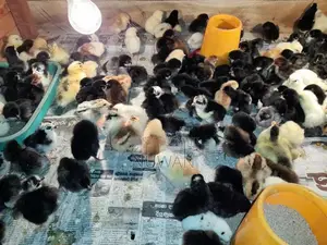 Poultry