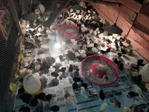 Poultry