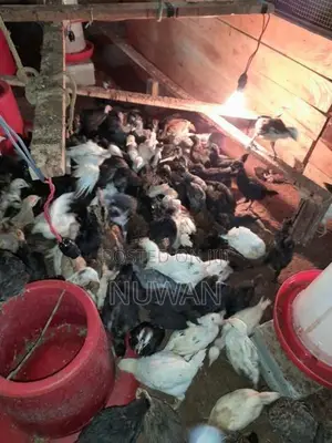 Poultry