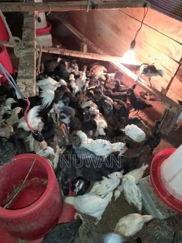 Poultry