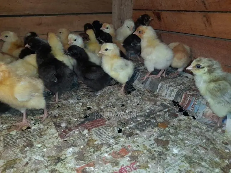 Poultry