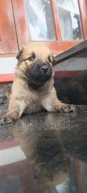 Lion Shepherd Puppy