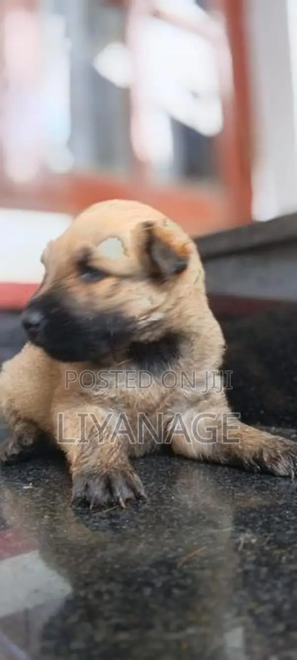 Lion Shepherd Puppy