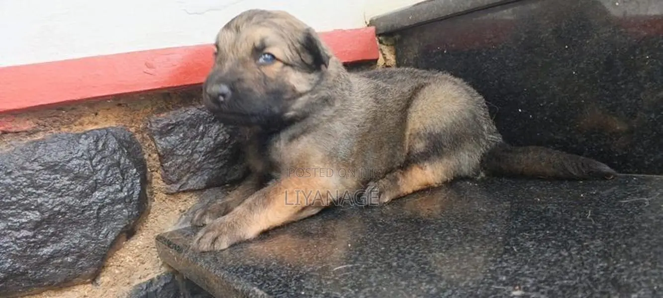 Lion Shepherd Puppy