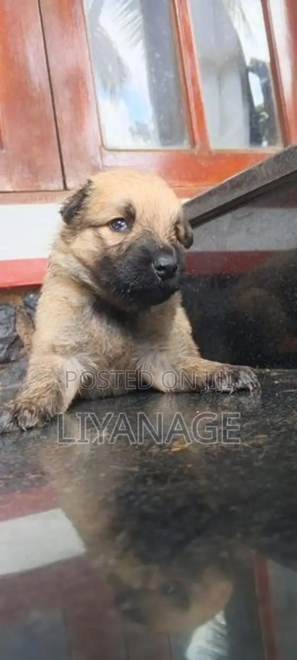 Lion Shepherd Puppy