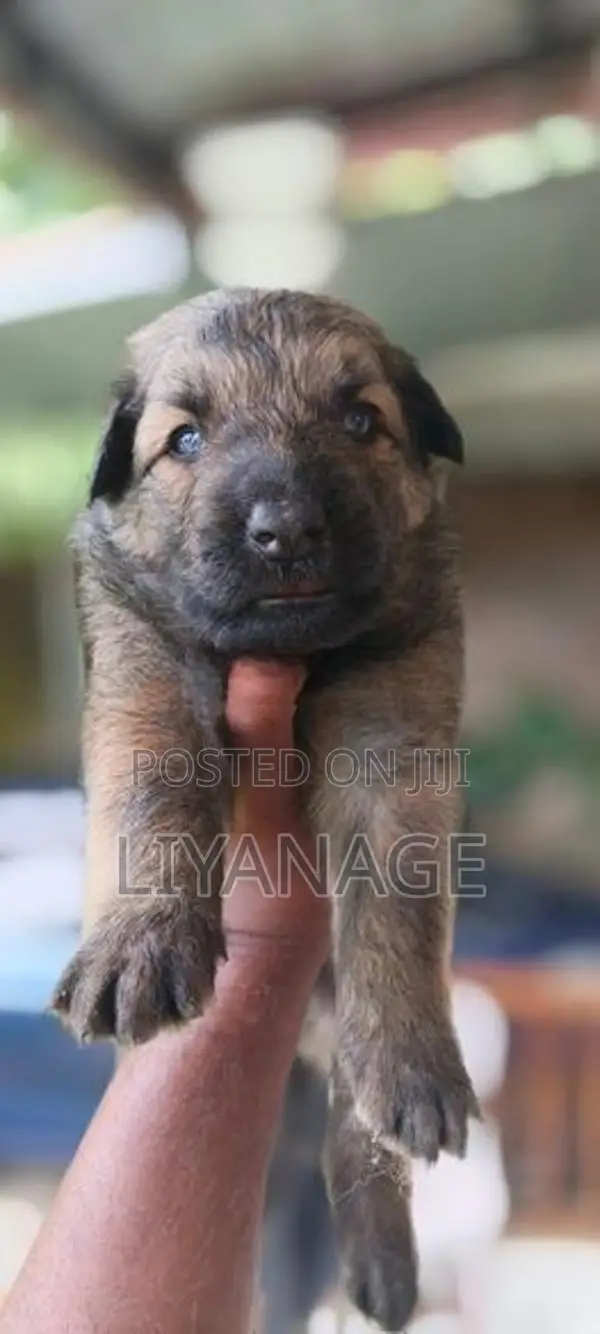 Lion Shepherd Puppy
