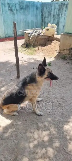 ஜெர்மன் ஷெப்பர்ட் ஃபீமேல்