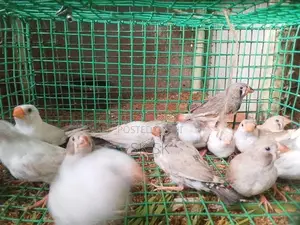 Finches Birds