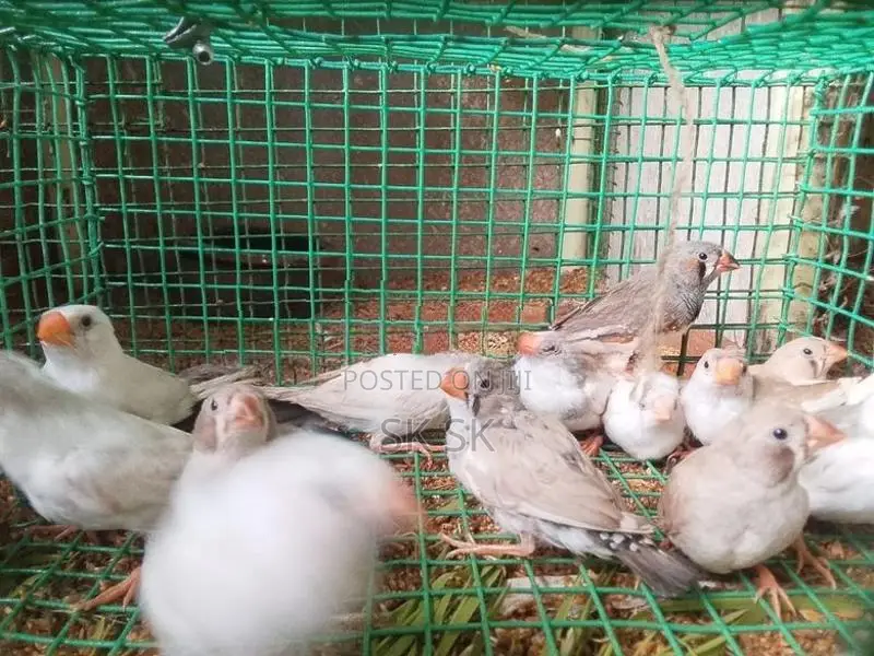 Finches Birds