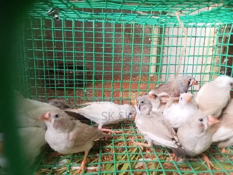 Finches Birds