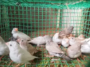 Finches Birds