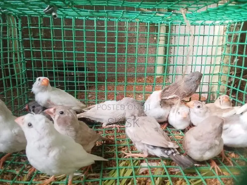 Finches Birds