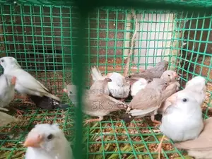 Finches Birds