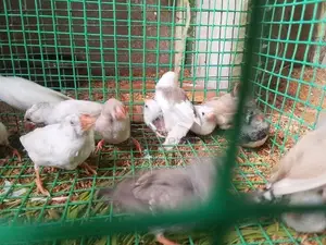 Finches Birds
