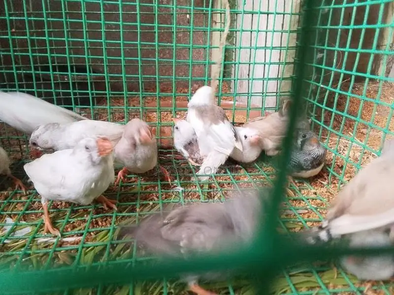 Finches Birds