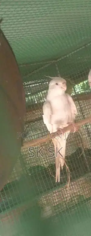 Albino Cockatiel Bird