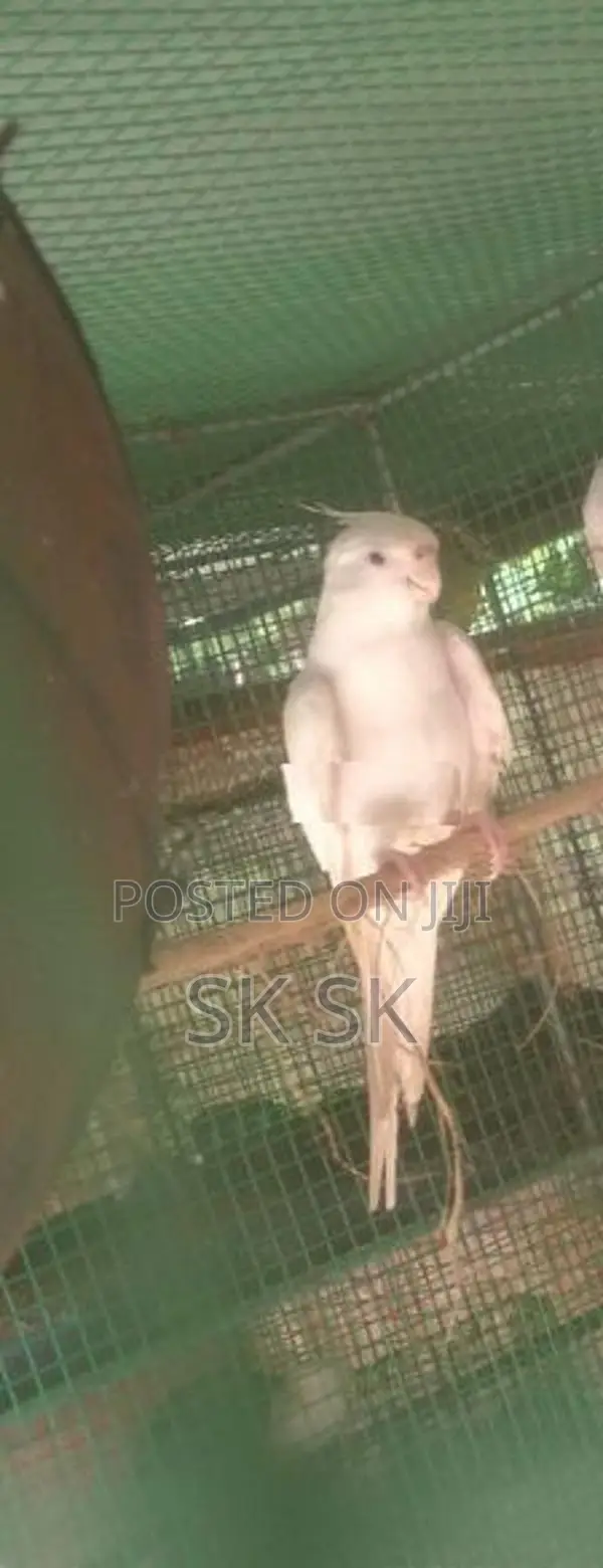 Albino Cockatiel Bird