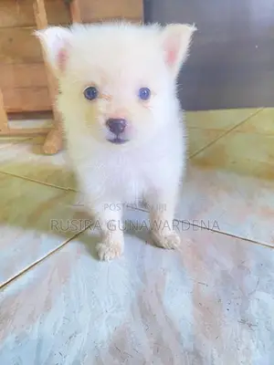 Pomeranian Puppy