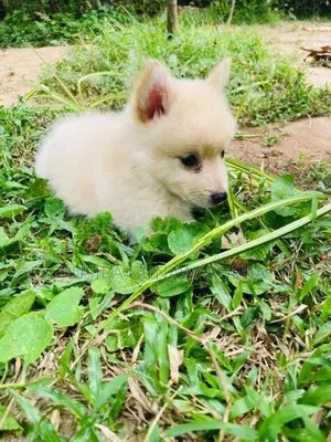Pomeranian Puppy