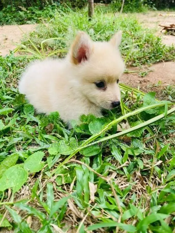 Pomeranian Puppy