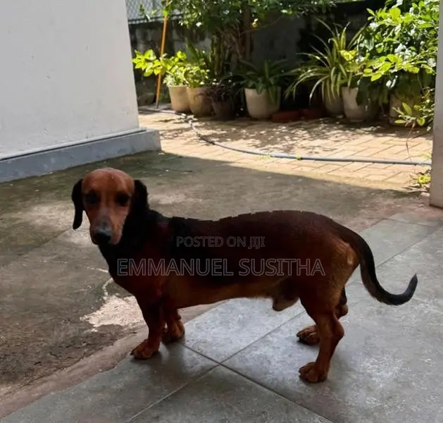 Dachshund Puppy