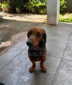 Dachshund Puppy