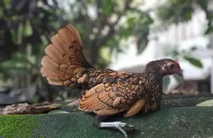 Golden Serbright