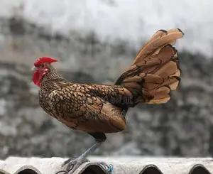 Golden Serbright