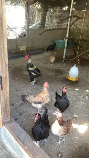 Egg Laying Country Chicken