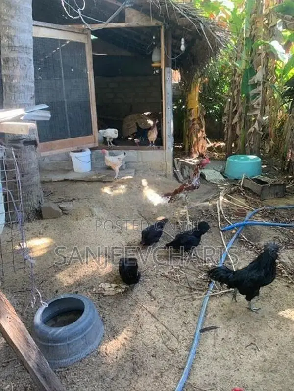 Egg Laying Country Chicken