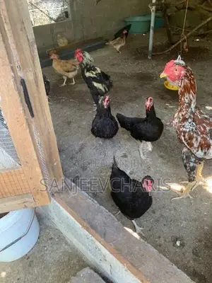 Egg Laying Country Chicken