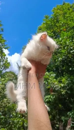 Persian Cat