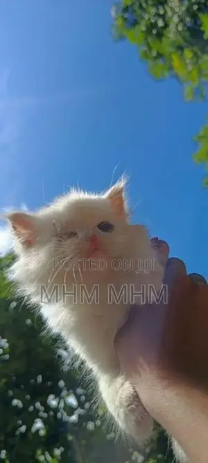 Persian Cat