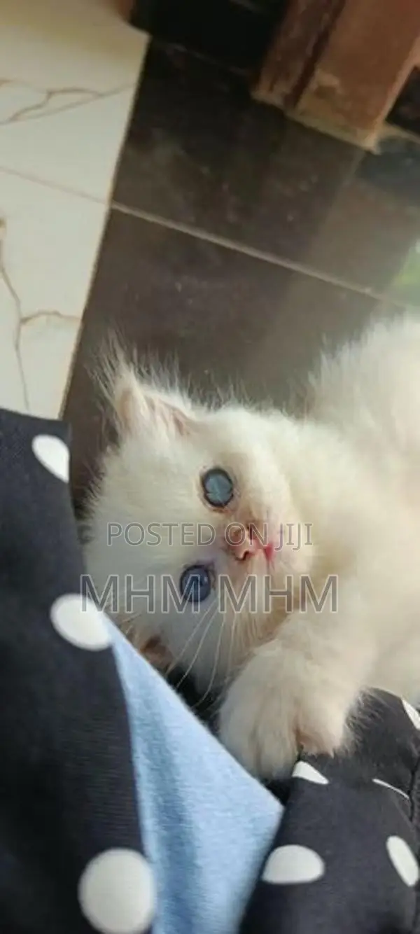Persian Cat
