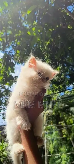 Persian Cat
